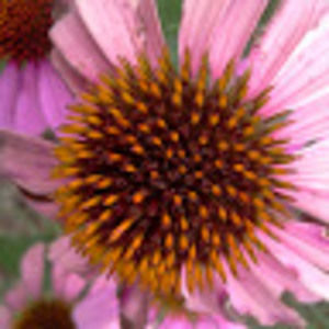 Meet your Posher, Lorena